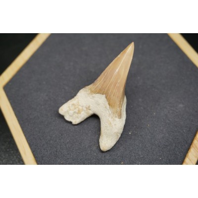 Fossile de Dent de Requin