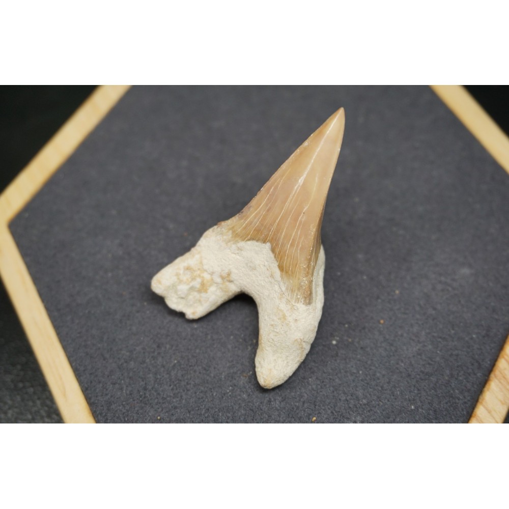 Fossile de Dent de Requin