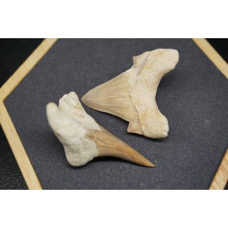 Fossile de Dent de Requin