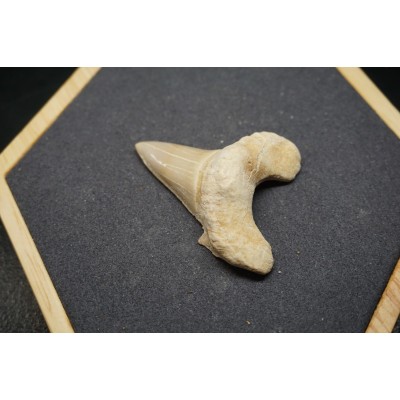Fossile de Dent de Requin