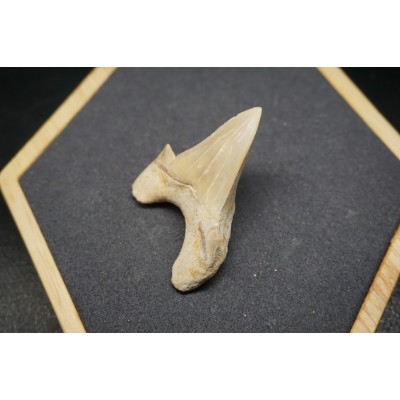 Fossile de Dent de Requin